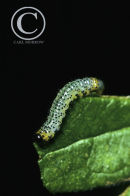 Sawfly larva